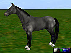 Cuk-Horse-Black
